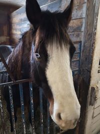Close-up of horse in stable