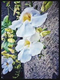 Close-up of flowers blooming outdoors