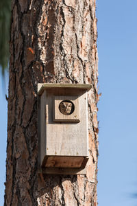 Perched inside a pine tree, an eastern screech owl megascops asio peers out from the nest hole