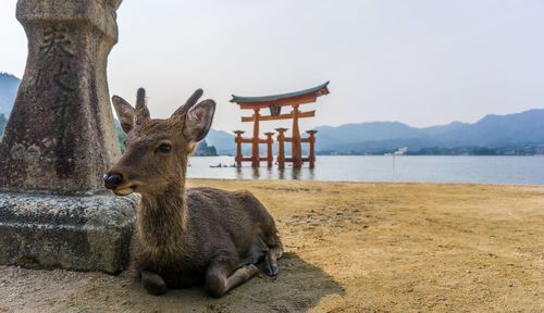 Deer relaxing against itsukushima shrine