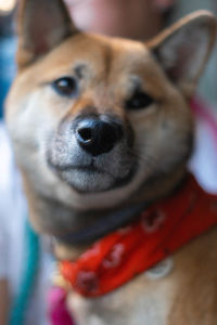 Portrait of dog at home