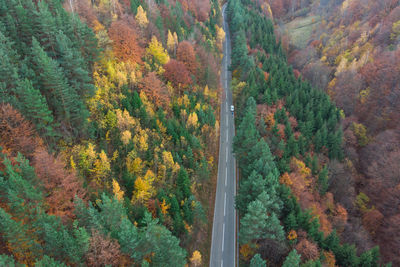 High angle view of pine trees in forest during autumn