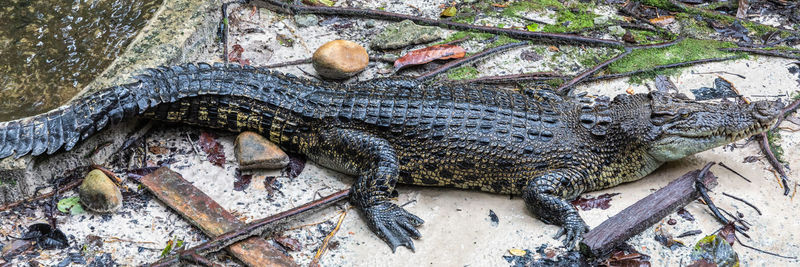 High angle view of lizard on rock