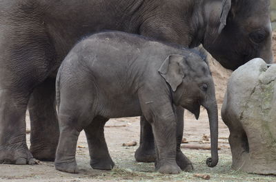 View of elephant