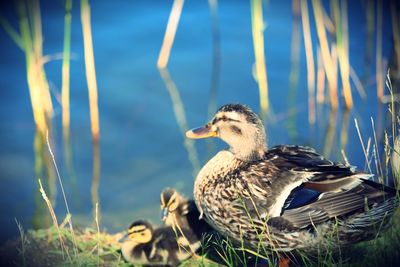 Ducklings with their mother