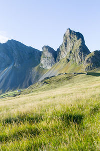 Scenic view of field against clear sky