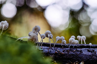 Close-up of wild mushroom on plant