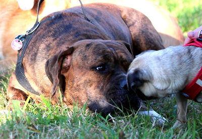 Close-up of dog on field