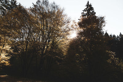 Low angle view of silhouette trees against sky during autumn