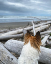 Close-up of a dog looking away