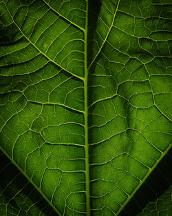 Full frame shot of green leaves