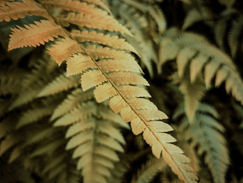 Close-up of pine tree