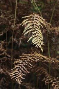 Close-up of dried leaves in forest