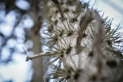 Close-up of frost on plant during winter