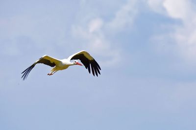 Low angle view of a bird flying