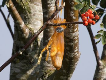 Close-up of fruits hanging on tree