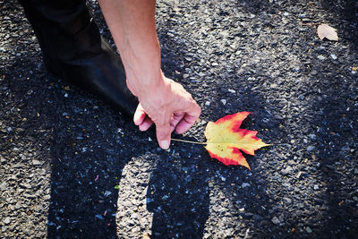 Low section of man picking maple leaf from road during autumn