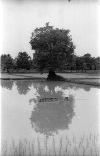 Reflection of tree in lake against sky