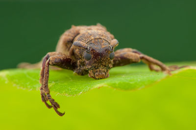 Close-up of insect on leaf