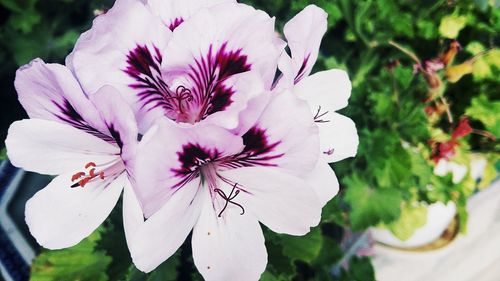 Close-up of pink flowers