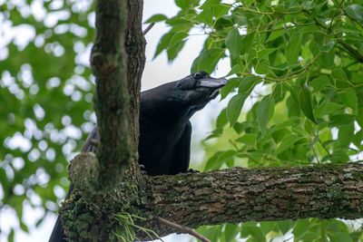 Low angle view of bird perching on tree