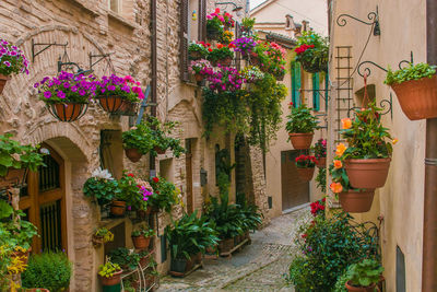 Potted plants on walls of houses in town