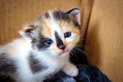 Close-up portrait of kitten