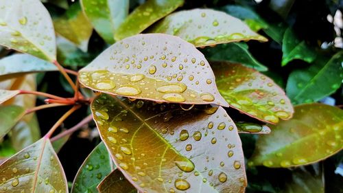 Close-up of water drops on leaf