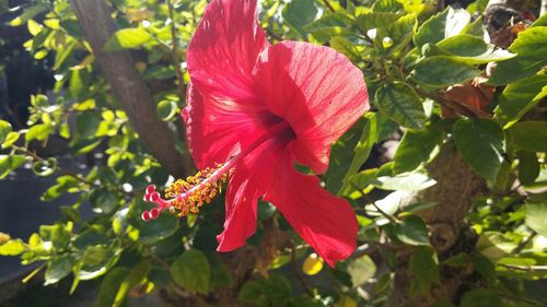 Close-up of red flower