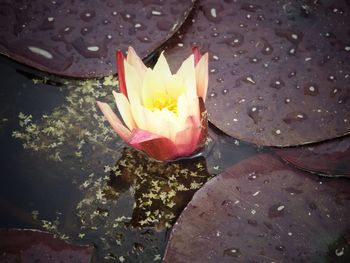 Close-up of lotus water lily in pond
