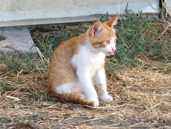 Cat sitting in a field