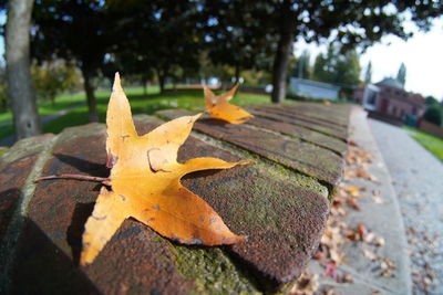 Close-up of yellow maple leaf on sidewalk