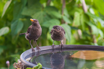 Close-up of bird perching on birdbath