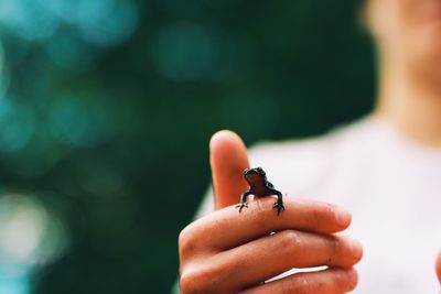 Close-up of salamander on hand