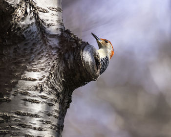 Red-bellied woodpecker behind the tree trunk