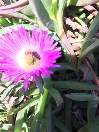 Close-up of purple flower blooming outdoors