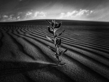 Close-up of dry leaf on sand