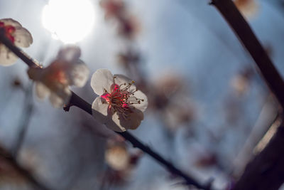 Close-up of cherry blossom on branch