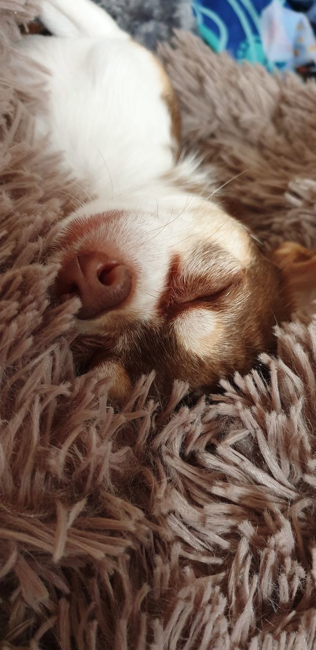 CLOSE-UP OF A DOG SLEEPING IN BLANKET