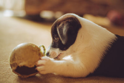 Puppy starting to chew a new toy