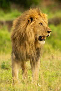 Male lion stands staring right over savannah