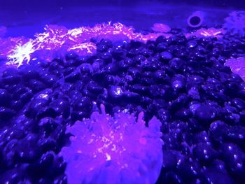 Close up of jellyfish