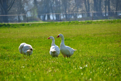 Ducks on grassy field