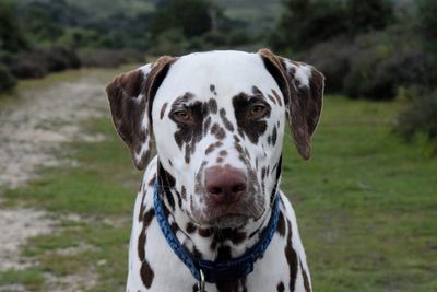 Close-up portrait of dog on field