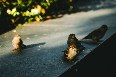 Ducks on a street