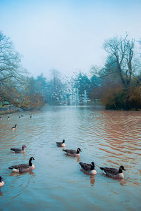 Ducks swimming in lake