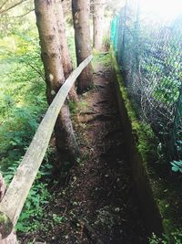 Walkway amidst trees