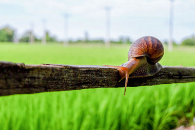 Close-up of snail on grass