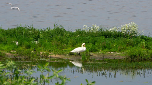 Swan floating on a lake