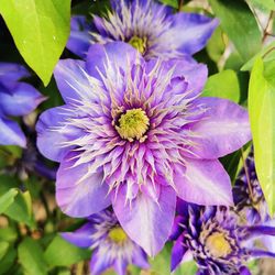 Close-up of purple flowering plant